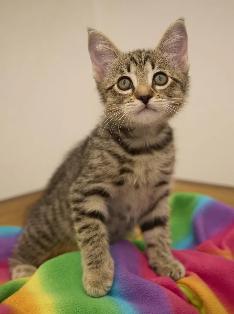 A baby medium-sized female Tabby cat named Tatum for adoption in Santa Barbara, CA