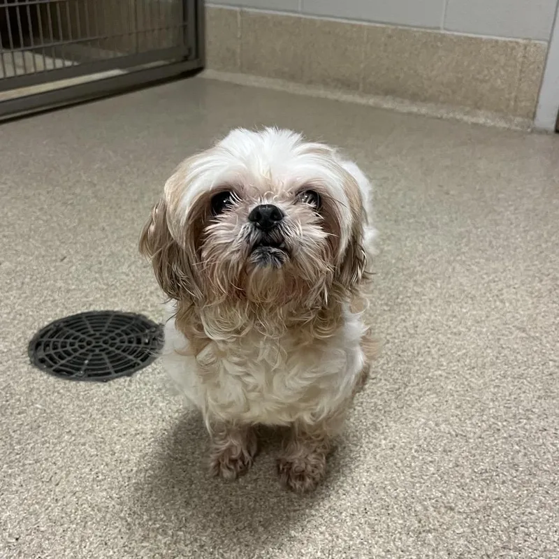 A senior small-sized female Shih Tzu dog named Sammy for adoption in Bristol, IN