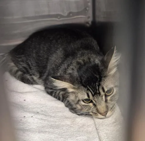 A young medium-sized male Domestic Short Hair cat named Twix for adoption in Decatur, IL