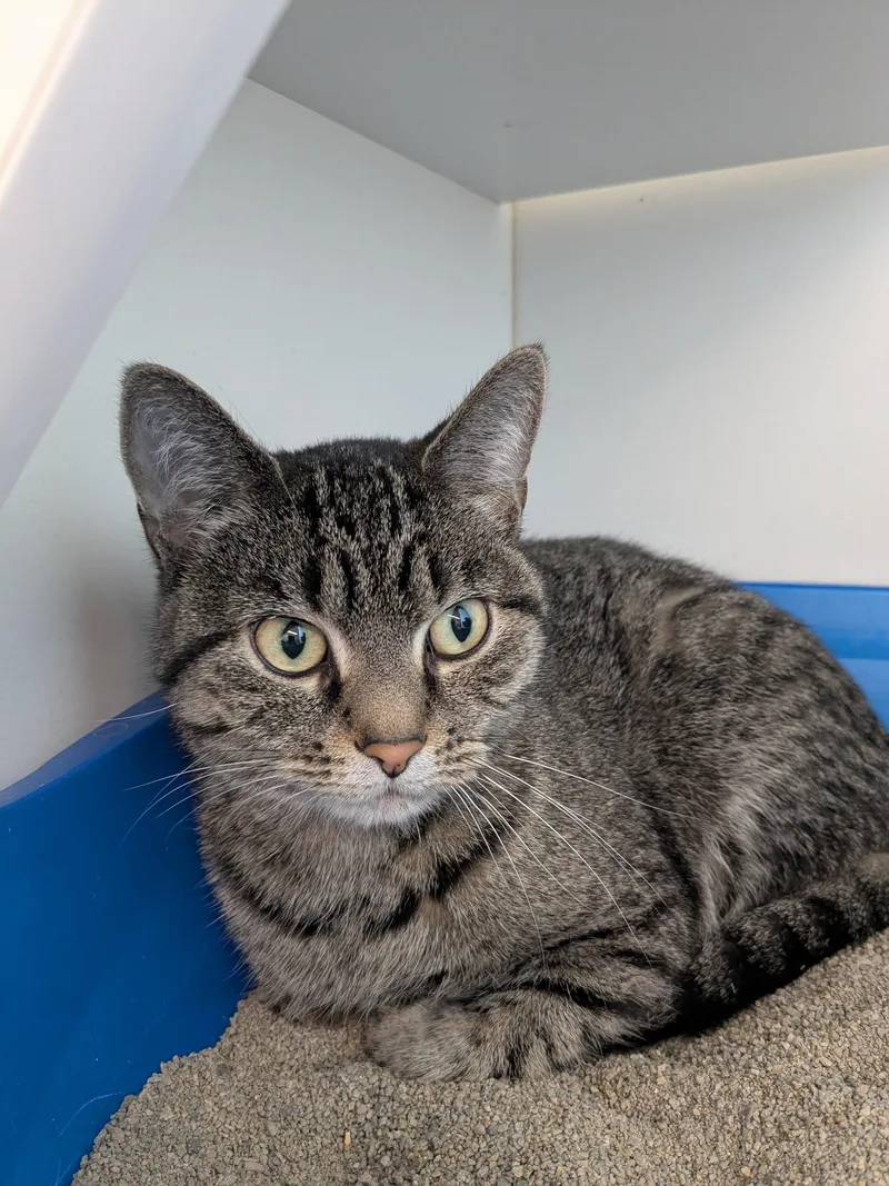 An adult medium-sized female Tabby (Gray / Blue / Silver) Domestic Short Hair cat named Lefty for adoption in Evanston, IL