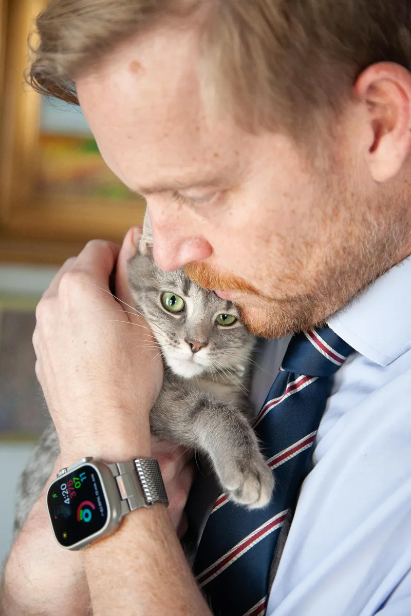 A young medium-sized female Domestic Short Hair cat named Olivia for adoption in Franklin, TN
