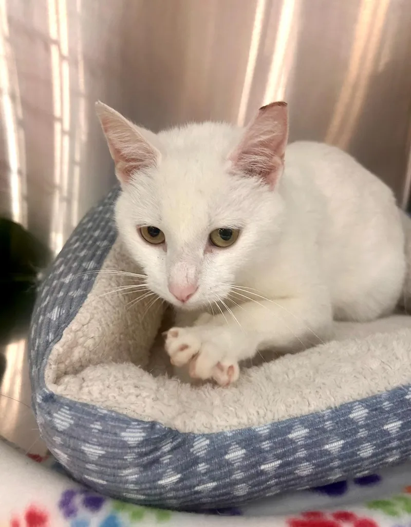 A young small-sized female White Domestic Short Hair cat named Snow White for adoption in Nashville, TN