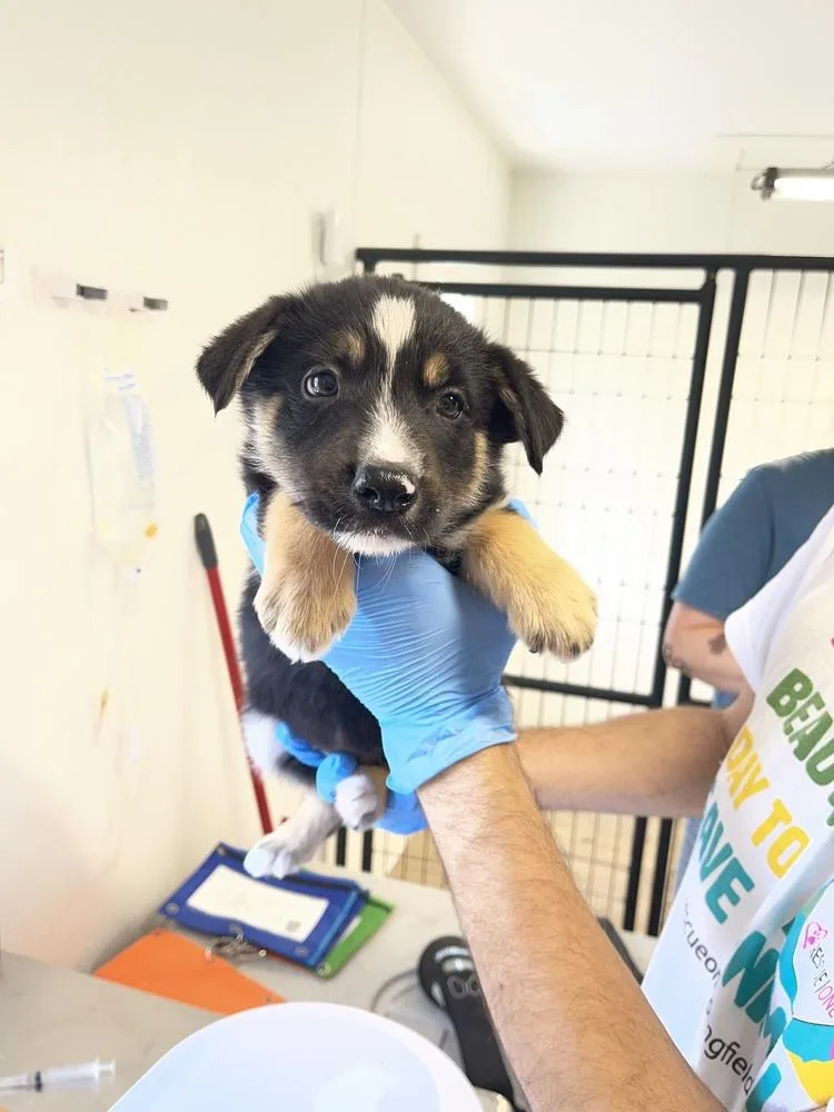 A baby medium-sized male Tricolor (Brown, Black, & White) Australian Shepherd dog named Fiji for adoption in Bolivar, MO