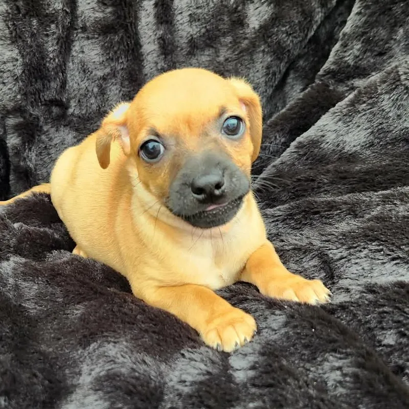 Sven Ab thumbnail 3
