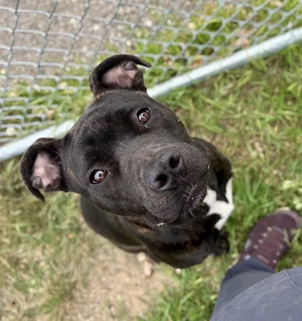 A young medium-sized female Pit Bull Terrier dog named Rutabaga for adoption in Kalamazoo, MI