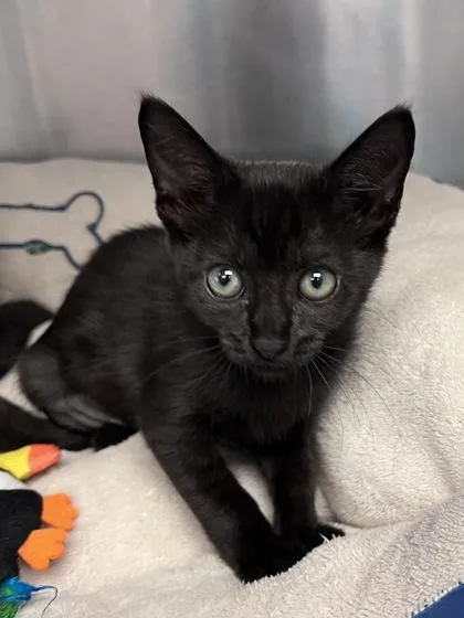 A baby small-sized female Domestic Short Hair cat named Felicia for adoption in Houston, TX