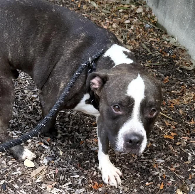 An adult medium-sized male Brindle Pit Bull Terrier dog named Toggle for adoption in Naperville, IL