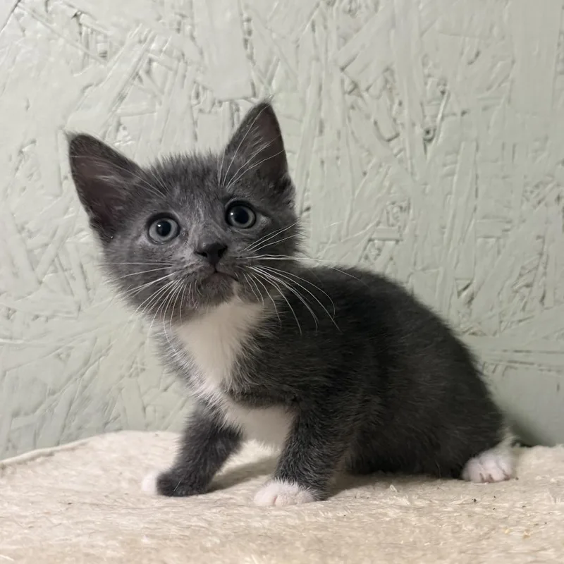 A baby small-sized female Domestic Short Hair cat named Billings for adoption in Cumming, GA
