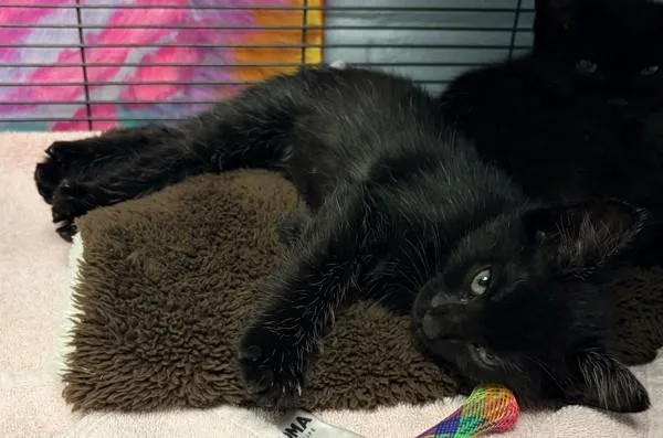 A baby small-sized male Domestic Short Hair cat named Carlos for adoption in Millersville, MD