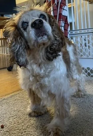 A senior small-sized male Bicolor Cocker Spaniel dog named Calvin O for adoption in Parker, CO