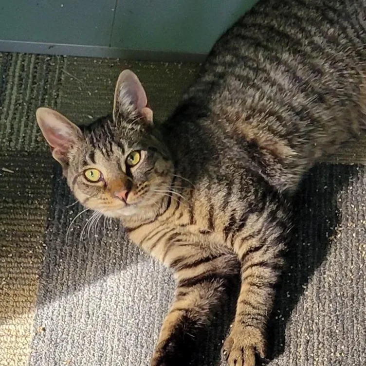 A baby medium-sized female Tabby (Brown / Chocolate) Domestic Short Hair cat named Calliope for adoption in Green Brook, NJ