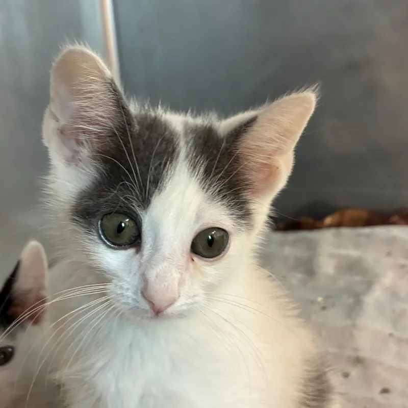 A baby small-sized male Domestic Short Hair cat named Jt for adoption in Mebane, NC