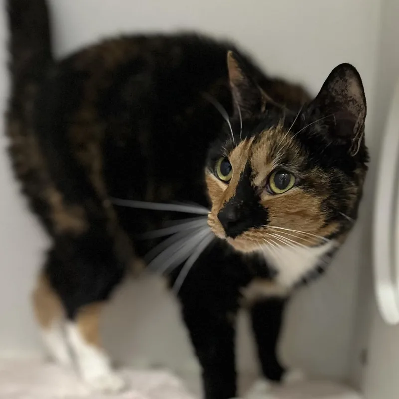 An adult medium-sized female Calico Domestic Short Hair cat named Stephanie for adoption in Washington Township, OH