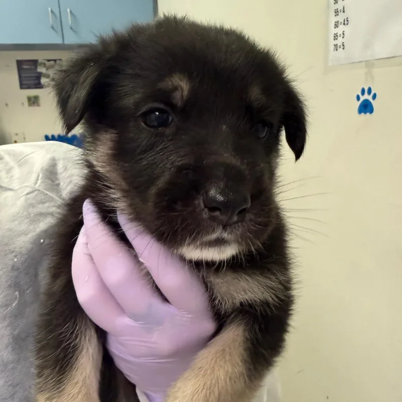 A baby small-sized female Black Mixed Breed dog named Gator Ghoul for adoption in Charleston, WV