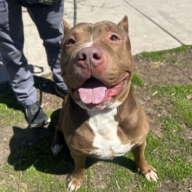 An adult large-sized male Yellow / Tan / Blond / Fawn Mixed Breed dog named Haze for adoption in Weimar, CA