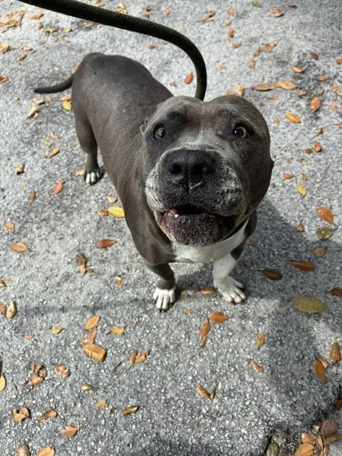 A senior large-sized female American Bulldog dog named Bella for adoption in Miami, FL