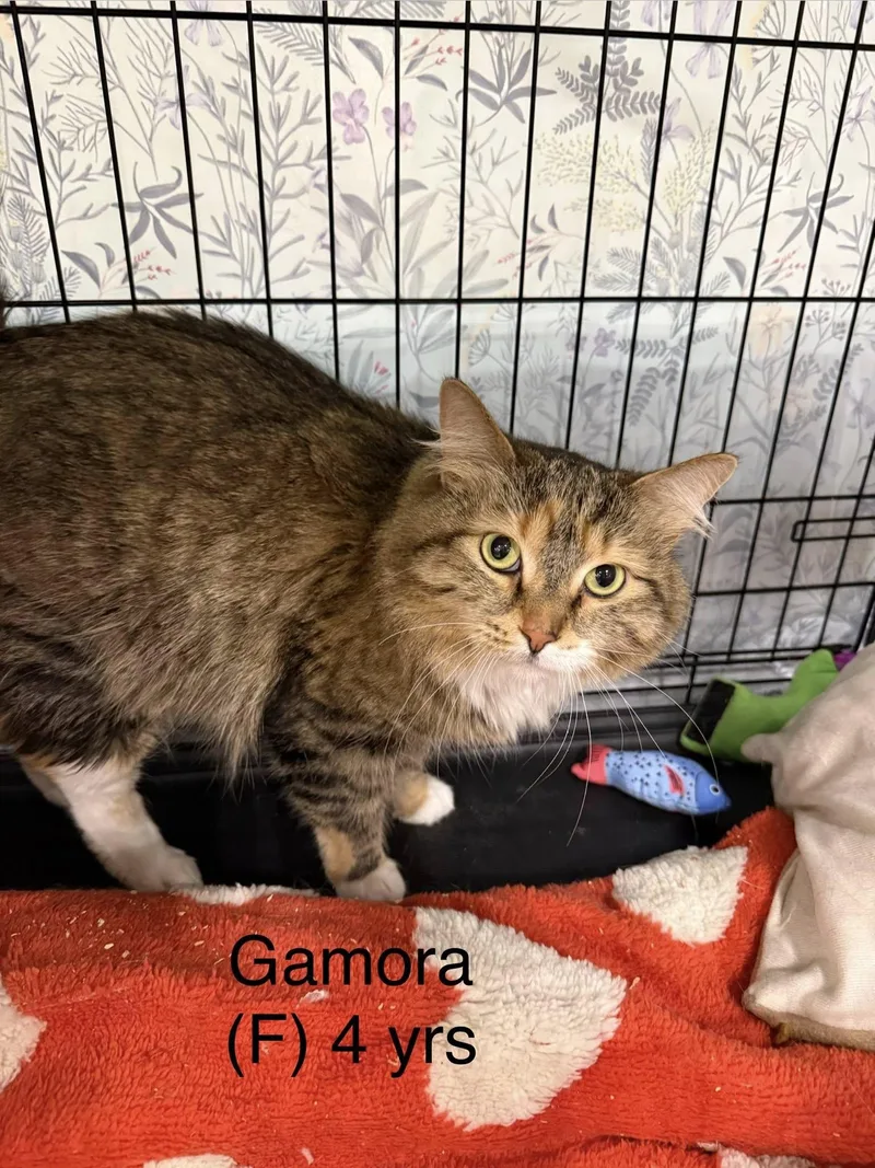 A young medium-sized female Domestic Long Hair cat named Gamora for adoption in Clarksville, TN