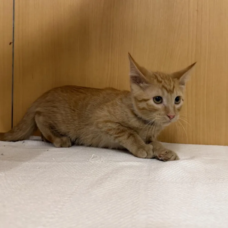 A baby small-sized male Orange / Red Domestic Short Hair cat named Apricot for adoption in Saint Louis, MO