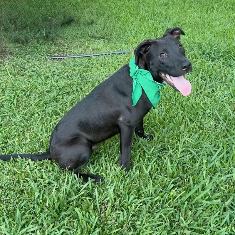 A baby medium-sized male Black American Staffordshire Terrier dog named Saxophone for adoption in Houston, TX