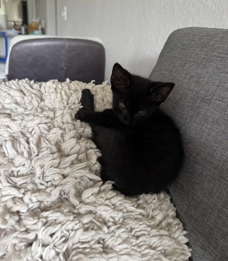 A baby medium-sized male Black Domestic Short Hair cat named Joey for adoption in Orlando, FL