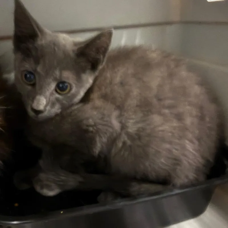 A baby small-sized female Gray / Blue / Silver Domestic Short Hair cat named Marmalade for adoption in Greensboro, NC
