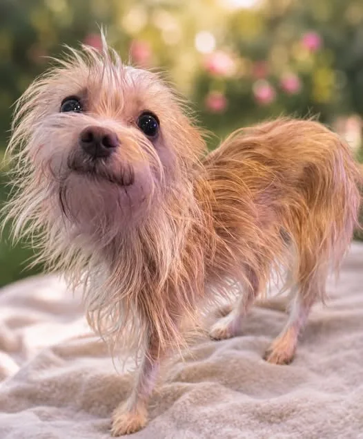 A young small-sized female Tan Chihuahua dog named Bunny for adoption