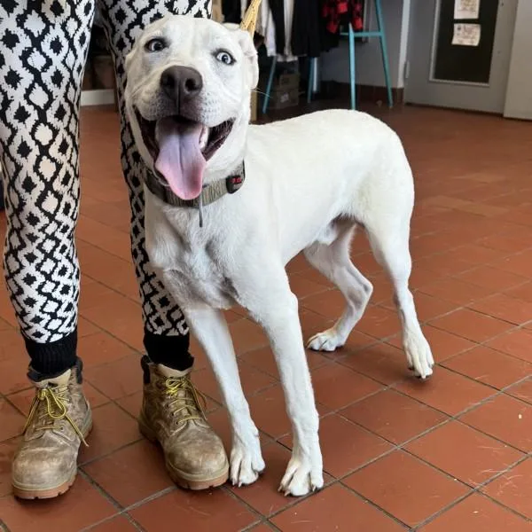 A young large-sized male Labrador Retriever dog named Firecracker for adoption in Salisbury, MD
