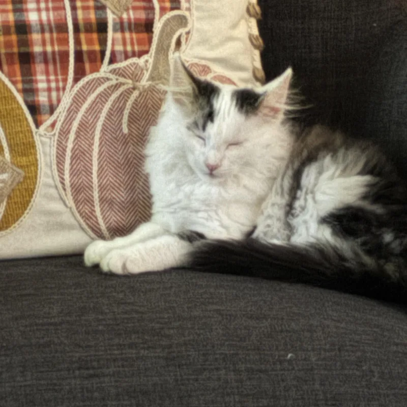 A baby medium-sized male Domestic Long Hair cat named Augustus for adoption in Pueblo, CO