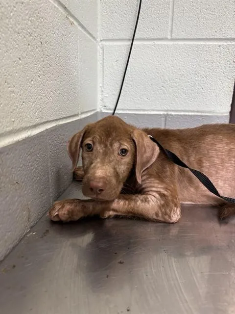 A baby small-sized female Labrador Retriever dog named Pretzel for adoption in Corpus Christi, TX