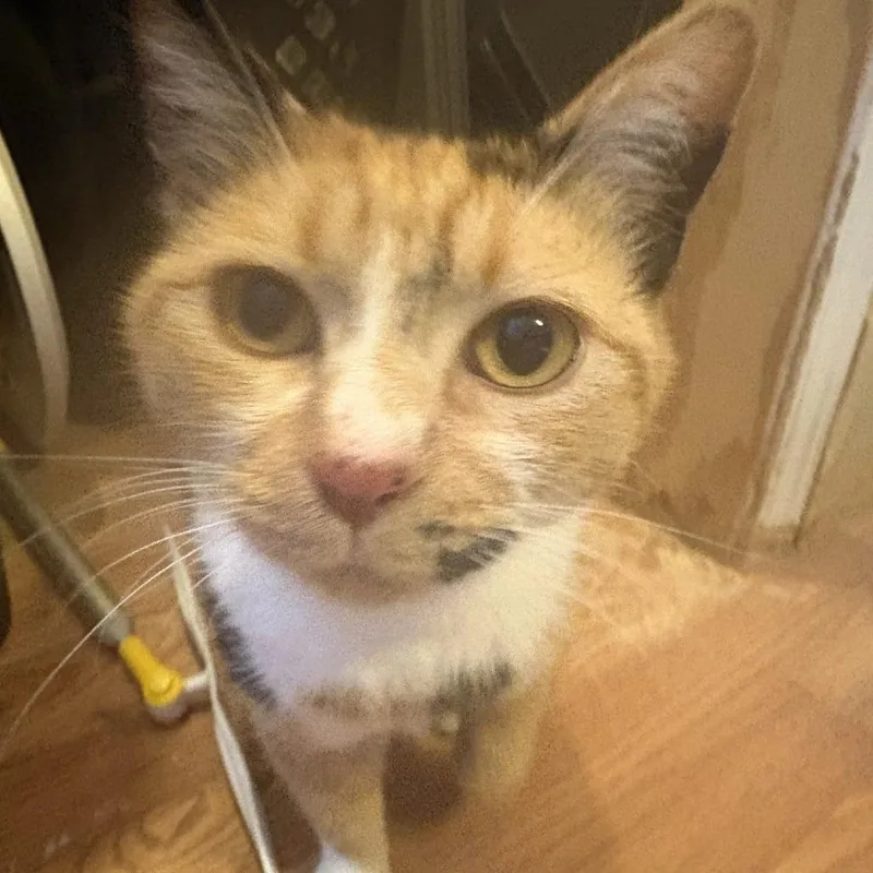 An adult small-sized female Calico Domestic Short Hair cat named Jackie for adoption in Johnstown, PA