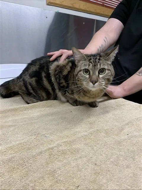 An adult small-sized female Domestic Short Hair cat named Mouse for adoption in Fairbanks, AK