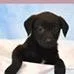 A baby medium-sized male Black Labrador Retriever dog named Tbell for adoption in Tampa, FL