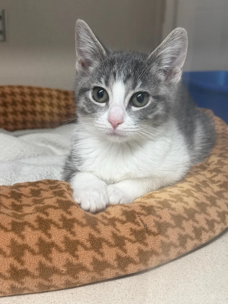 A baby small-sized female Gray Tiger with White Domestic Short Hair cat named Charlie for adoption