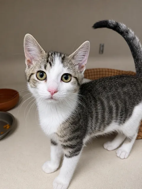 A baby small-sized male Brown tabby with white Domestic Short Hair cat named Bravo for adoption