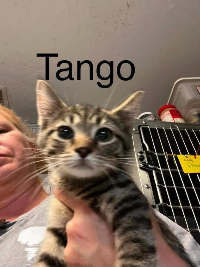 Tango