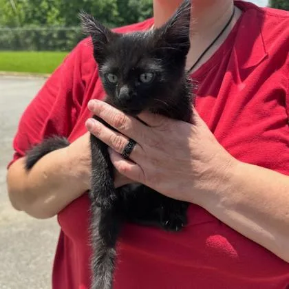 A young medium-sized female Domestic Short Hair cat named Chaos for adoption in Kansas City, MO