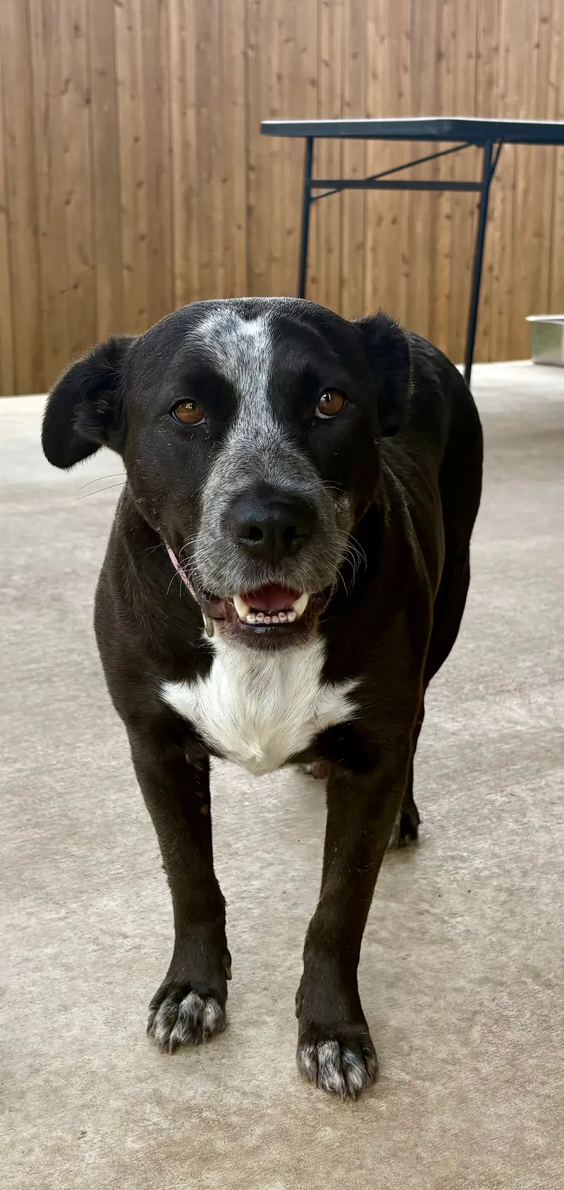 A young medium-sized female black Australian Cattle Dog / Blue Heeler dog named Star for adoption