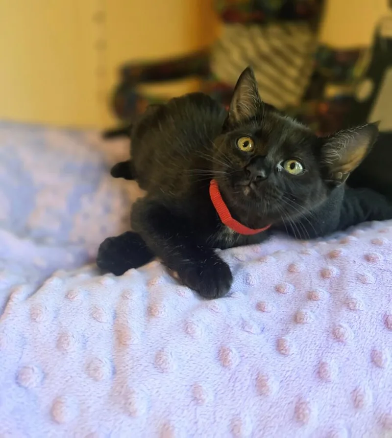 A baby small-sized male Black Bombay cat named Soup Spoon for adoption in Austin, TX