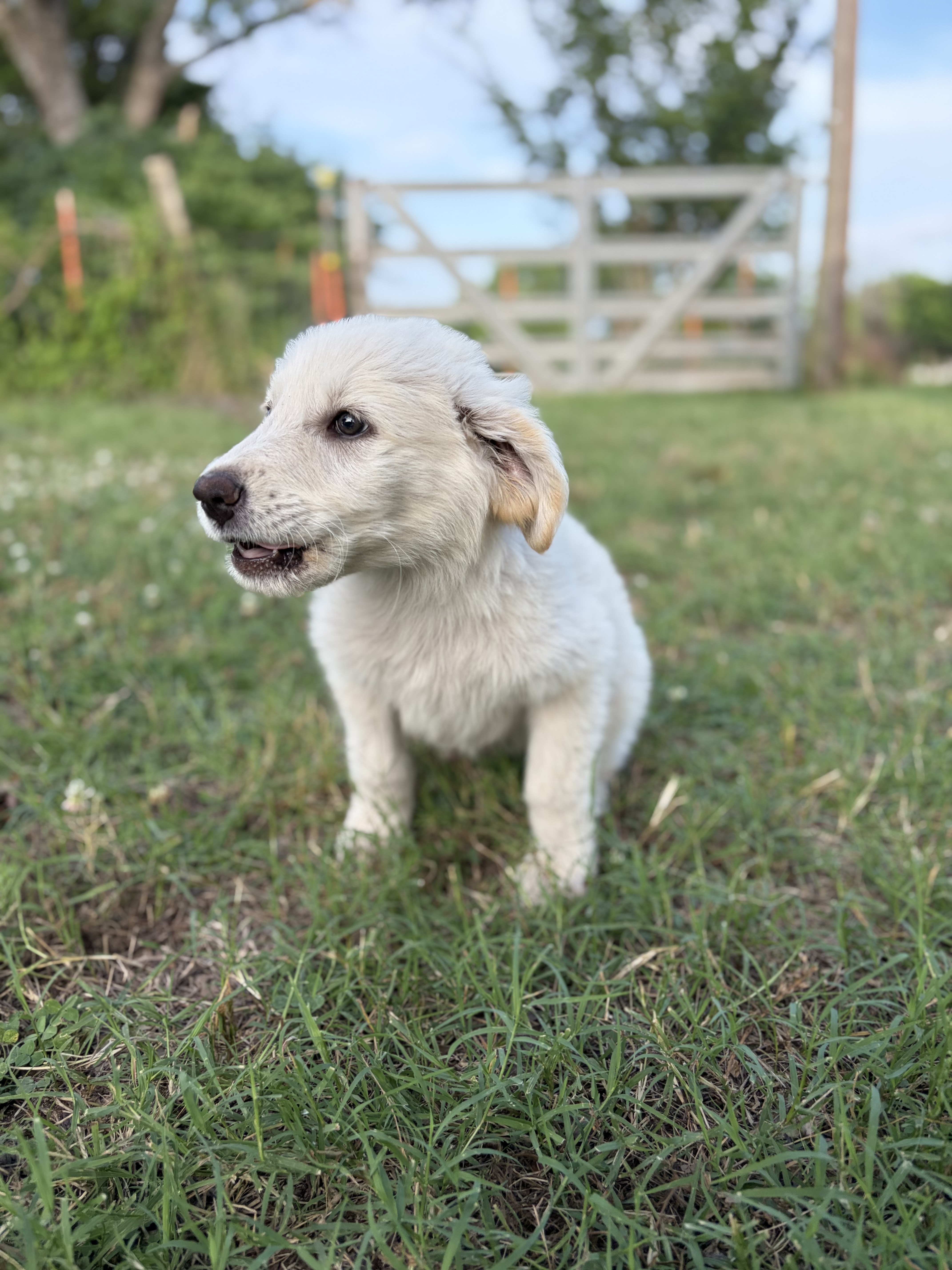 A baby small-sized male White Great Pyrenees dog named Gunner for adoption