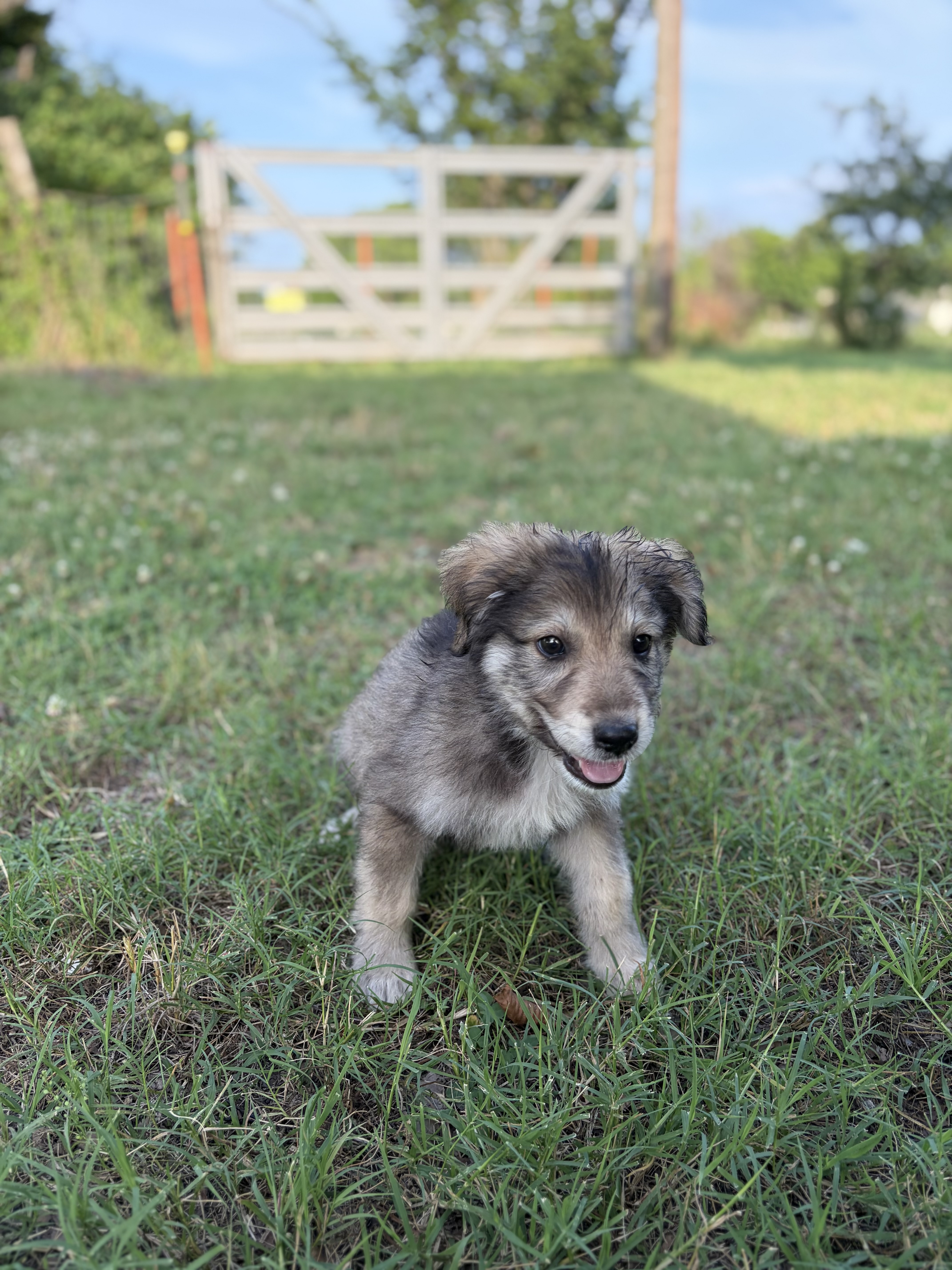 A baby small-sized male Brown and Black Great Pyrenees dog named Abe for adoption
