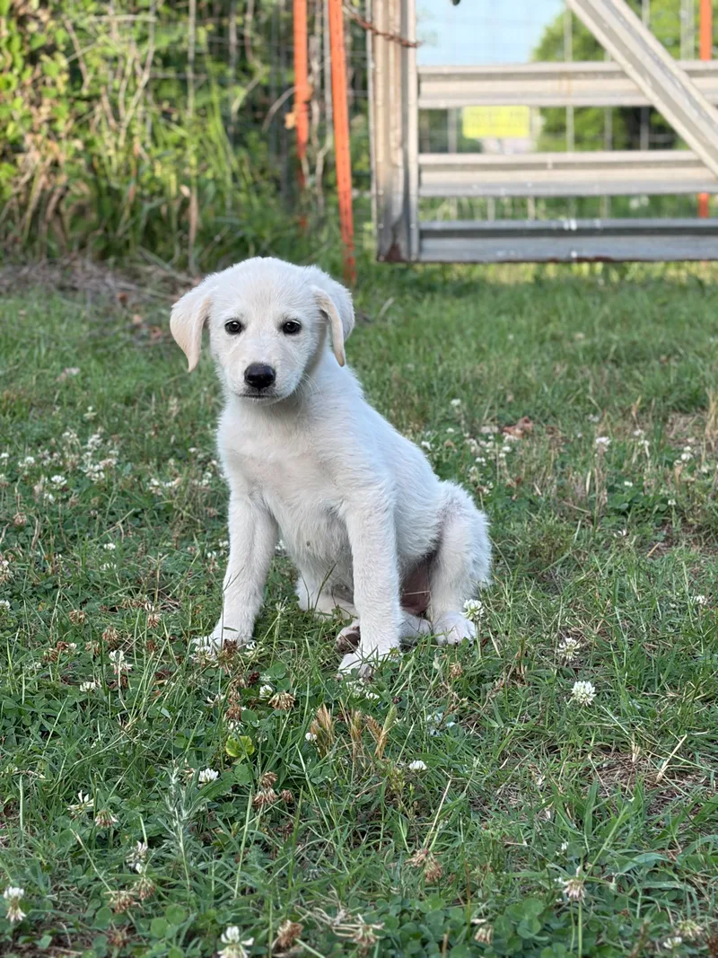 A baby small-sized female White Great Pyrenees dog named Betsy Ross for adoption