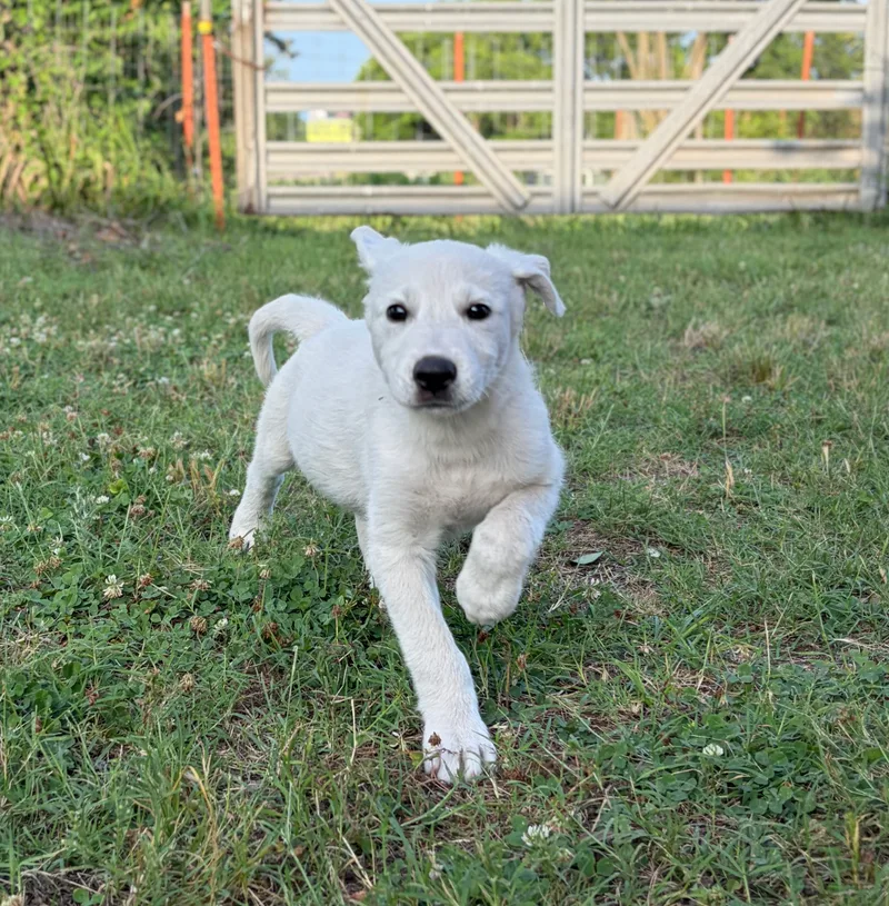 A baby small-sized male White Great Pyrenees dog named Banner for adoption