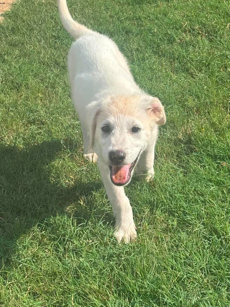 A baby small-sized male White Great Pyrenees dog named Banner for adoption