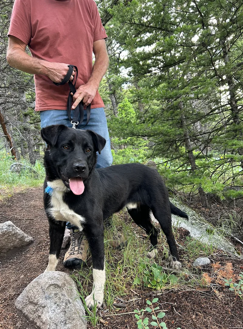 A young medium-sized male Black Labrador Retriever dog named Pepper for adoption