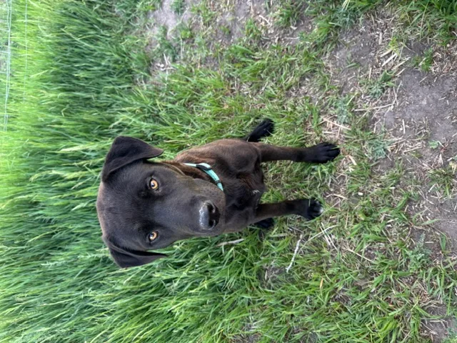 Elmer