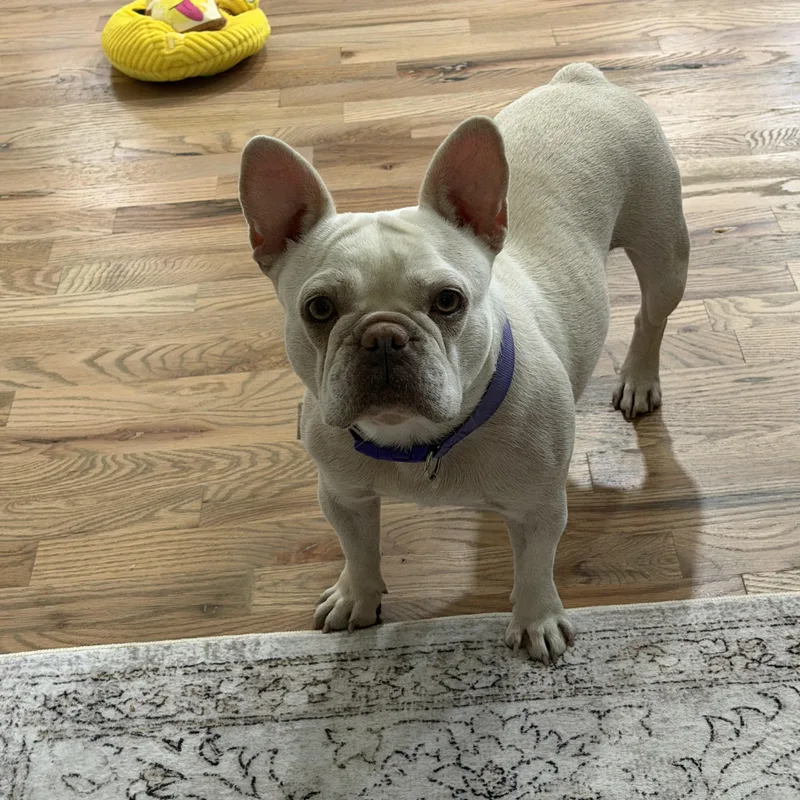 An adult small-sized female Black French Bulldog dog named Sassy for adoption in Broken Arrow, OK