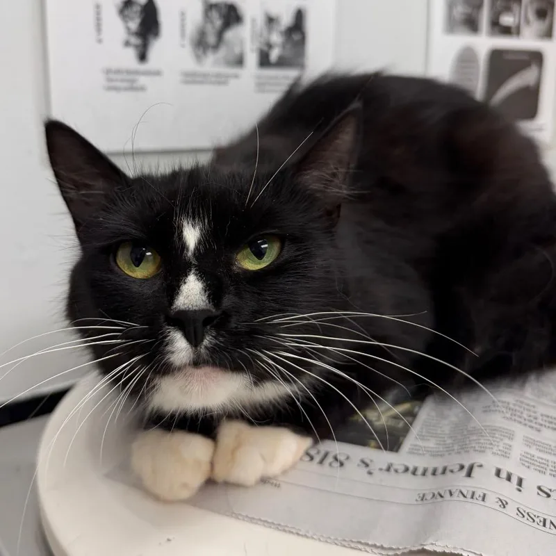 A young medium-sized female Black Domestic Medium Hair cat named Michi for adoption in Jacksonville, FL