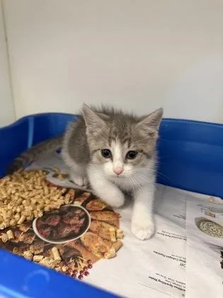A baby small-sized male Domestic Short Hair cat named Major for adoption in Manteo, NC