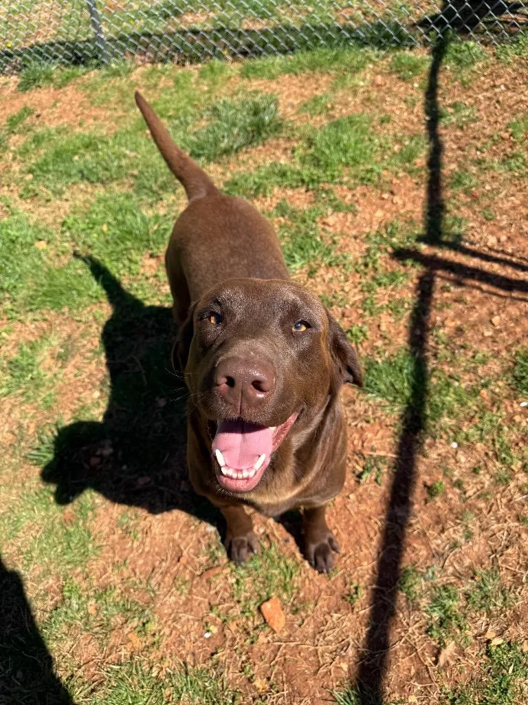 An adult large-sized male Mixed Breed dog named Rover for adoption in Lawrenceburg, TN