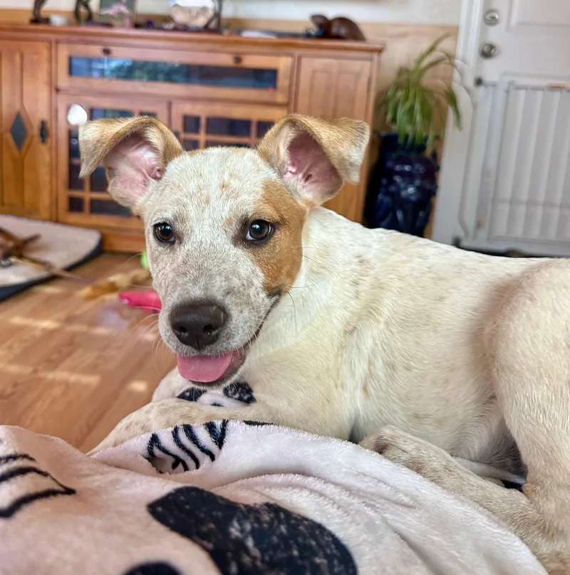 A baby medium-sized female Red / Chestnut / Orange Australian Cattle Dog / Blue Heeler dog named Hazel for adoption in Placerville, CA